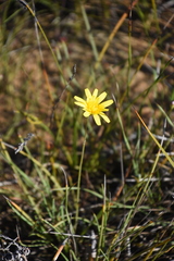 Microseris