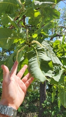 Terminalia