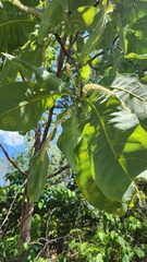 Terminalia