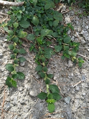 Boehmeria pilosiuscula