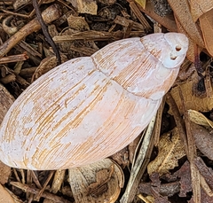Euglandina rosea