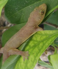 Gehyra mutilata