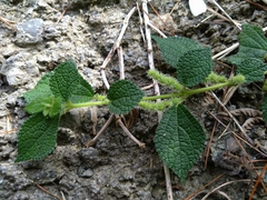Boehmeria pilosiuscula