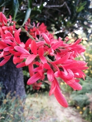 Alberteae