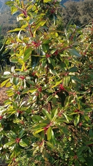 Arbutus