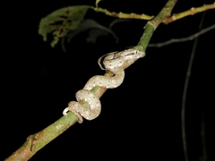 Bothriechis schlegelii