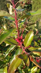 Arbutus
