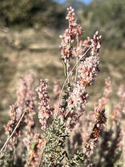 Eriogonum wrightii nodosum