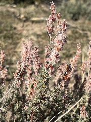 Eriogonum wrightii nodosum