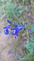 Salvia prunelloides