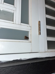 Eleutherodactylus coqui