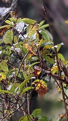 Hydrangea anomala