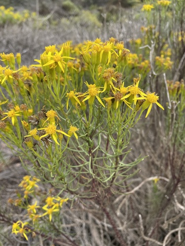 Senecio blochmaniae Greene
