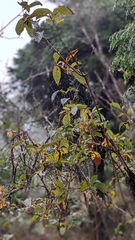 Hydrangea anomala
