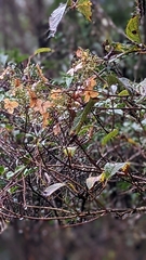 Hydrangea anomala