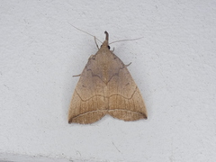 Simplicia armatalis