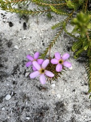 Oxalis polyphylla
