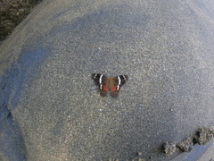 Anartia fatima colima