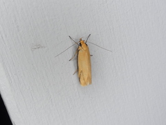 Philobota protecta