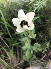 Malvaceae
