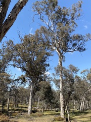 Eucalyptus diversicolor