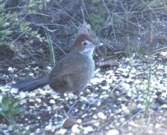 Dasyornis broadbenti
