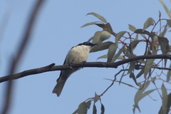 Melithreptus chloropsis