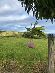 Mangifera