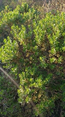 Baccharis conferta