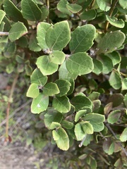 Maytenus procumbens