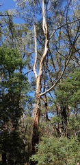 Eucalyptus viminalis viminalis