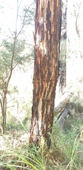 Eucalyptus viminalis viminalis