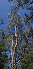 Eucalyptus viminalis viminalis
