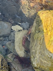 Panulirus interruptus