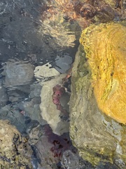 Panulirus interruptus