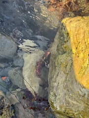 Panulirus interruptus