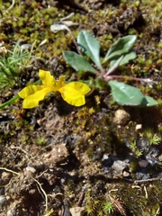 Goodenia lanata