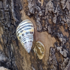 Drymaeus poecilus