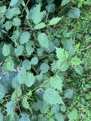 Urtica thunbergiana