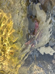 Panulirus interruptus