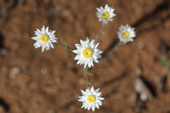 Hyalosperma cotula