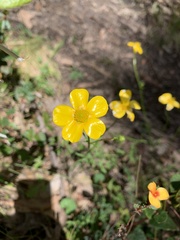 Ranunculus lappaceus