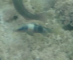 Parupeneus multifasciatus