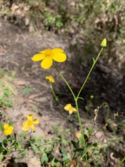 Ranunculus lappaceus