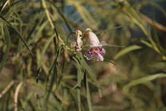Chilopsis linearis arcuata