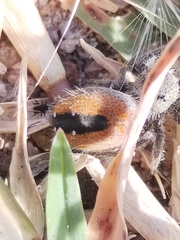 Phidippus ardens