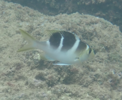 Monotaxis grandoculis