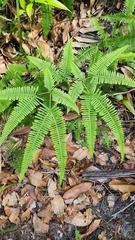 Dicranopteris linearis