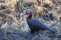 Bucorvus leadbeateri