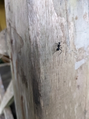 Myrmhopla